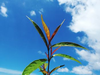 Low angle view of plant against sky