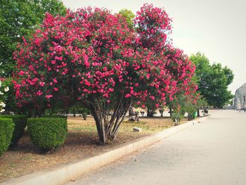 Pink flowering plants growing in park