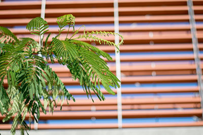 Close-up of potted plant against window