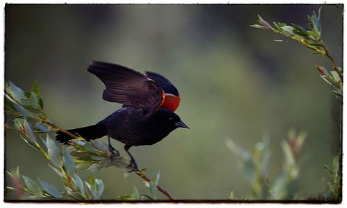 Close-up of bird on plant