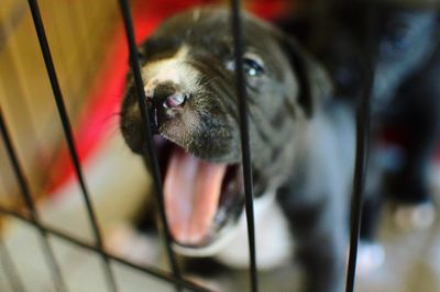 Close-up portrait of dog