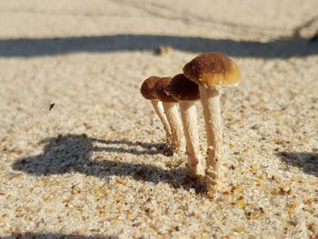 Close-up of mushroom on sand at beach