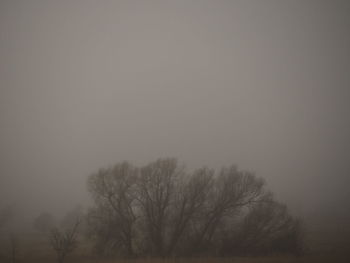 Bare trees against clear sky