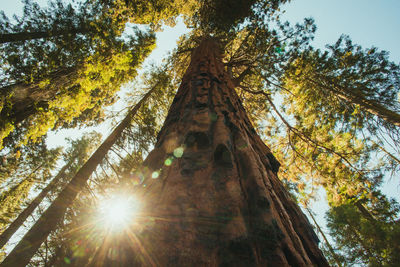 Low angle view of sunlight streaming through trees