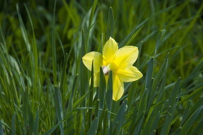 Close-up of yellow crocus blooming on field