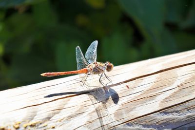 Close-up of insect perching on wood
