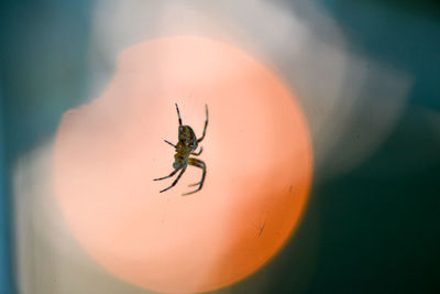 Close-up of spider