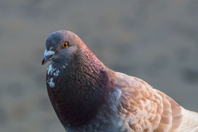 Close-up of pigeon