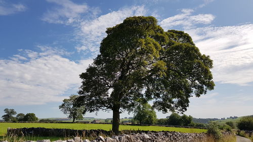 Trees on field against sky