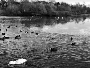 Swans swimming in lake