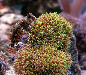 Close-up of fish by coral at aquarium