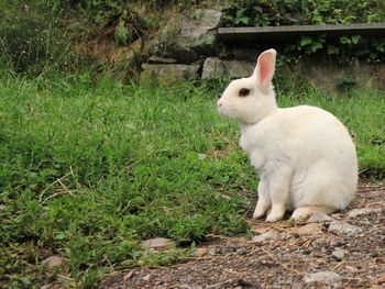 View of a rabbit on field