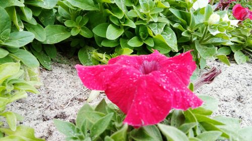 Close-up of wet pink flower blooming outdoors