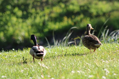 Mallard duck on field