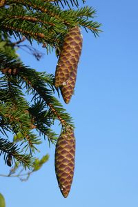 Low angle view of coconut palm tree against blue sky