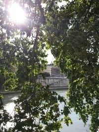 Sun shining through trees