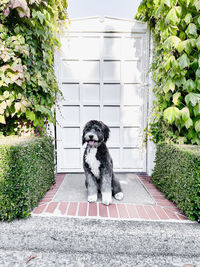 Portrait of woman with dog on footpath