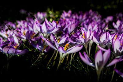 Close-up of purple crocus flowers