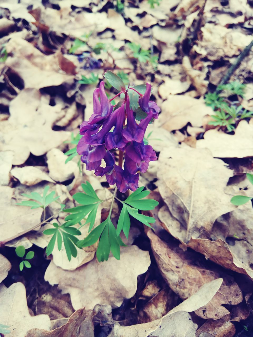 leaf, plant, nature, growth, flower, freshness, purple, beauty in nature, leaves, no people, close-up, outdoors, fragility, day, flower head