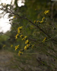 Close-up of fruits growing on tree