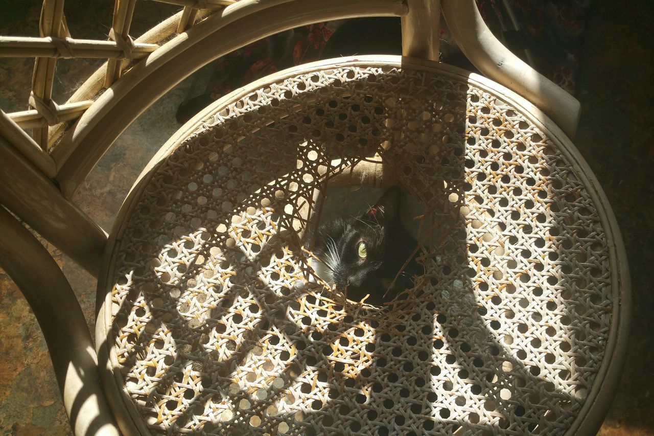 indoors, animal themes, one animal, high angle view, close-up, pattern, animals in the wild, sunlight, day, no people, metal, chair, wildlife, design, wood - material, part of, relaxation, animals in captivity, basket, home interior