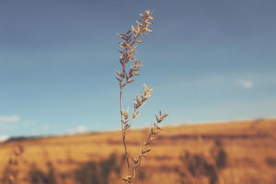 Close-up of plant growing on field against blue sky