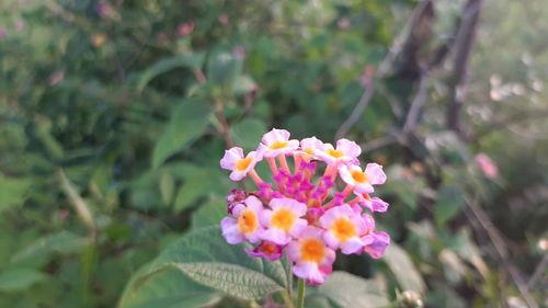 Close-up of pink flowering plant