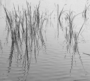 Scenic view of lake