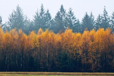 Pine trees in forest during autumn