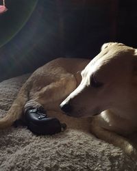 Close-up of dog resting