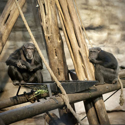 Monkey sitting on wood in zoo