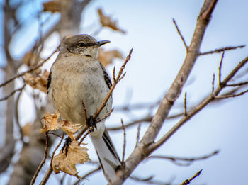 Close-up of bird perching on bare tree