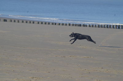 Dog running on beach against sky