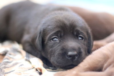 Close-up portrait of puppy