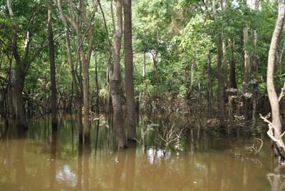 Scenic view of lake in forest