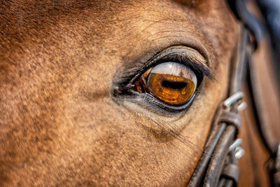 Close-up of horse eye