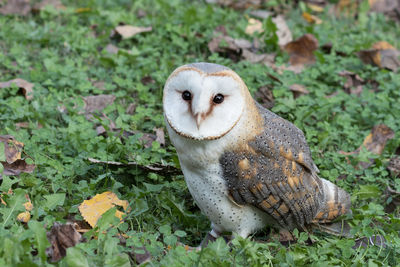 View of owl on field