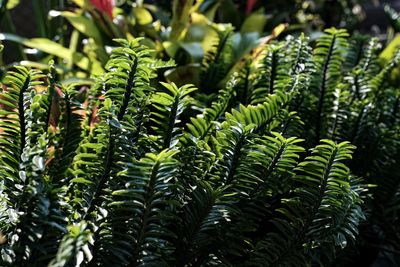 Close-up of fern leaves