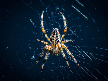 Close-up of garden spider on web