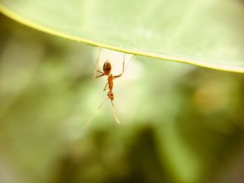 Close-up of insect on leaf