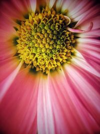 Full frame shot of pink flower