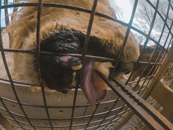 Close-up of horse in cage