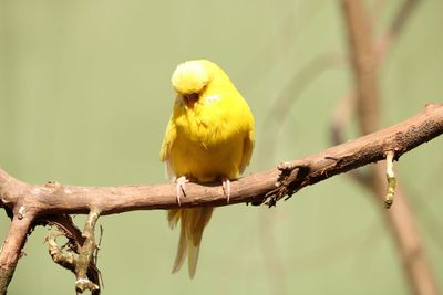Close-up of bird perching on branch