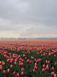 Scenic view of flowering field against sky