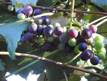 Close-up of grapes on tree