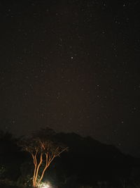 Low angle view of trees against sky at night