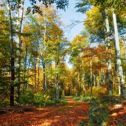 Trees in forest against sky