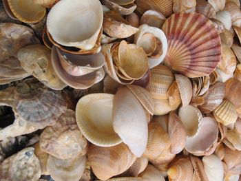 Close-up of seashells