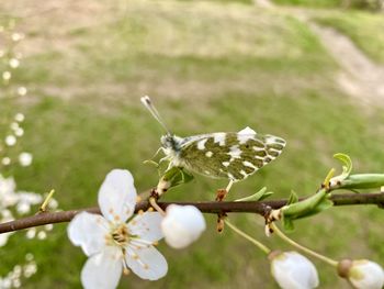 Close-up of white pollinating flower