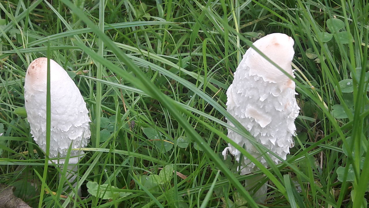 CLOSE-UP OF WHITE FLOWER ON GRASS